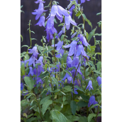 Campanula pyramidalis