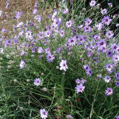 Catananche caerulea