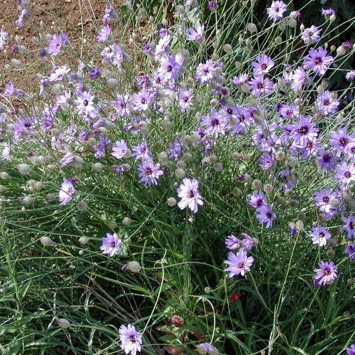 Catananche caerulea
