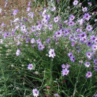 Catananche caerulea