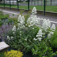 Centranthus ruber 'Albus'