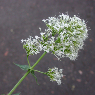 Centranthus ruber 'Albus'