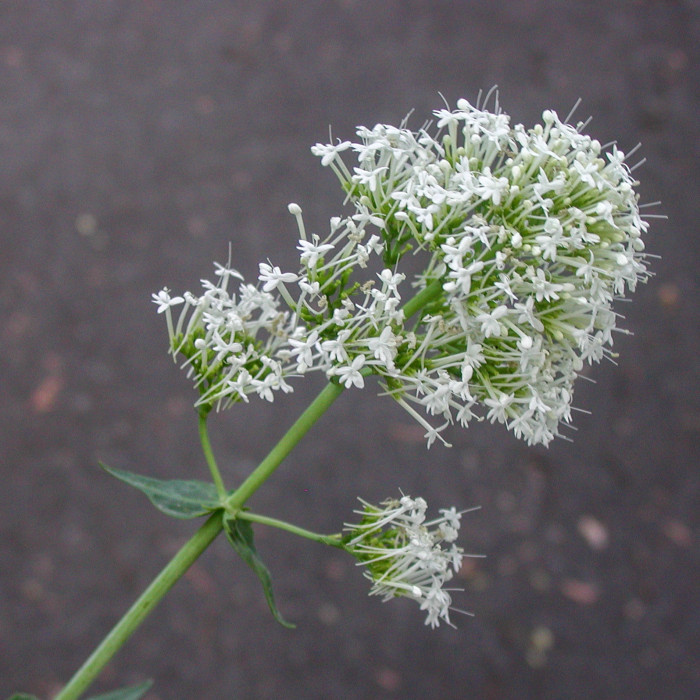 Centranthus ruber 'Albus'