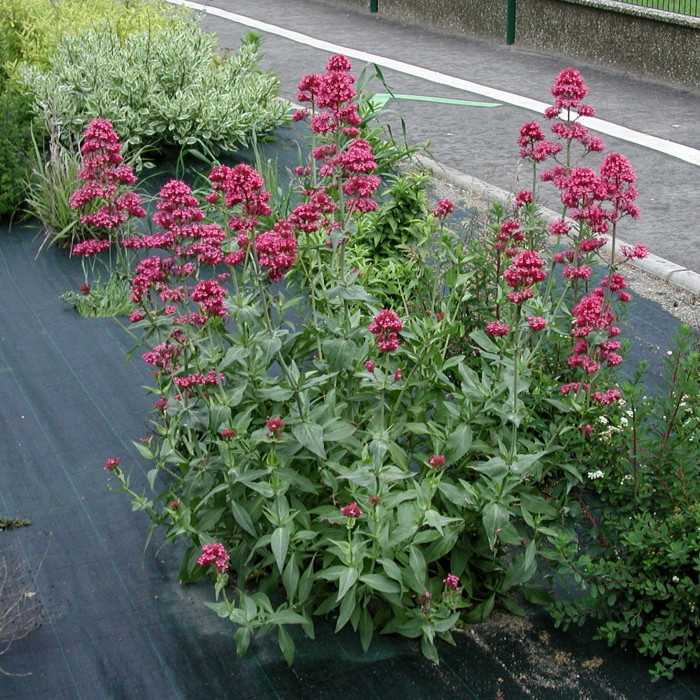 Centranthus ruber 'Coccineus'