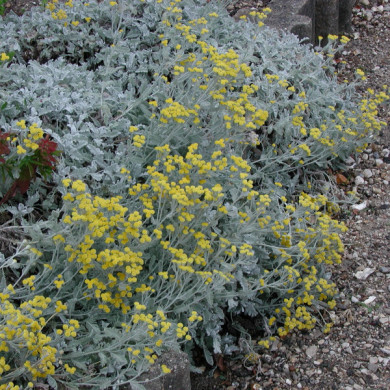 Tanacetum haradjanii