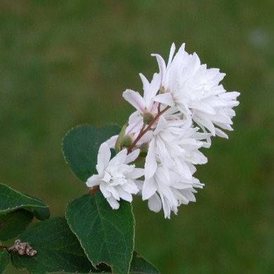 Deutzia scabra 'Plena'