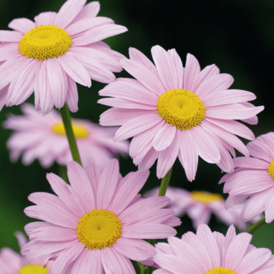 Chrysanthemum 'Clara Curtis'