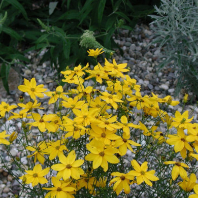 Coreopsis verticillata 'Grandiflora'
