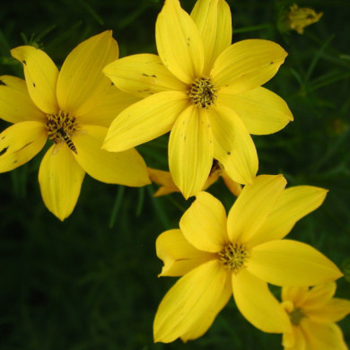 Coreopsis verticillata 'Grandiflora'