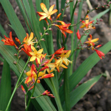 Crocosmia masoniorum