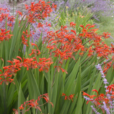 Crocosmia masoniorum