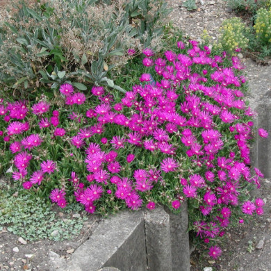 Delosperma cooperi