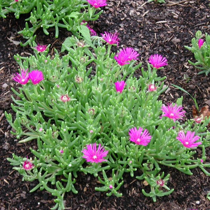 Delosperma cooperi