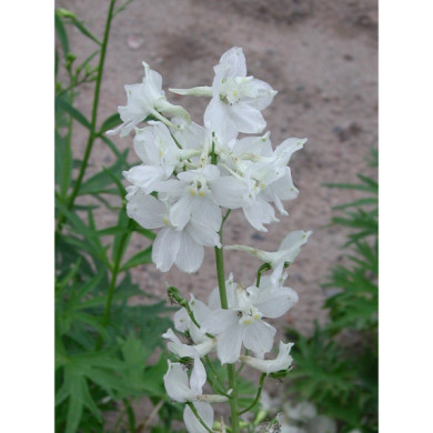 Delphinium 'Casa Blanca'