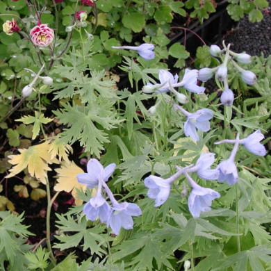 Delphinium 'Cliveden Beauty'