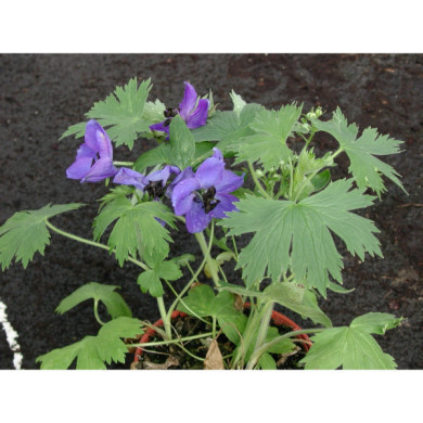 Delphinium 'Black Knight'