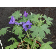 Delphinium 'Black Knight'
