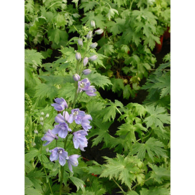 Delphinium 'Blue Bird'