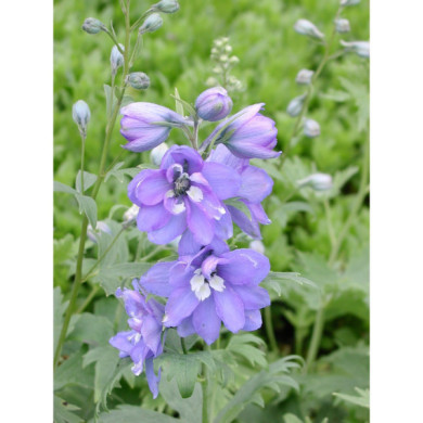 Delphinium 'Blue Bird'
