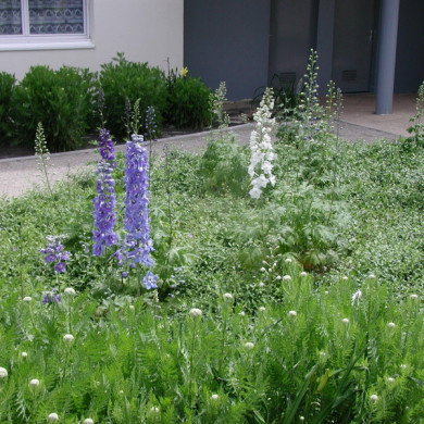 Delphinium 'Blue Jay'