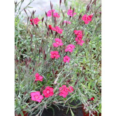 Dianthus deltoides 'Brillant'