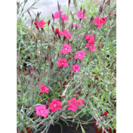Dianthus deltoides 'Brillant'