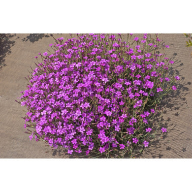 Dianthus deltoides 'Rosea'