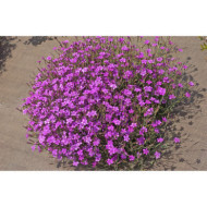 Dianthus deltoides 'Rosea'