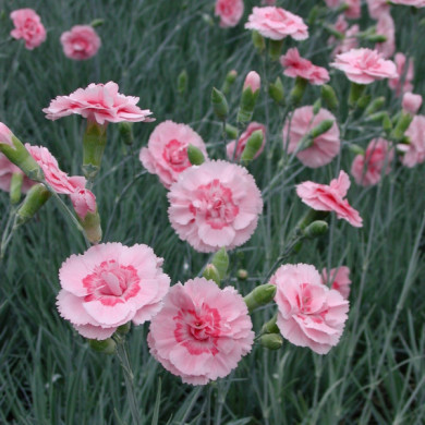 Dianthus 'Doris' (plumarius group)