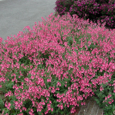 Diascia cordata