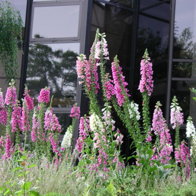 Digitalis purpurea 'Excelsior Hybrids'