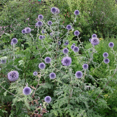 Echinops ritro