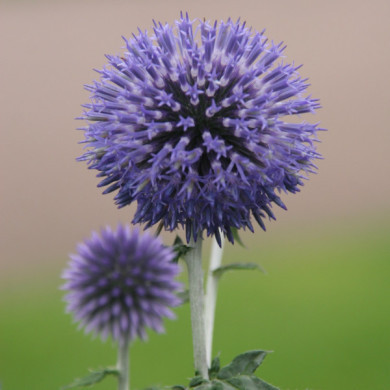 Echinops ritro