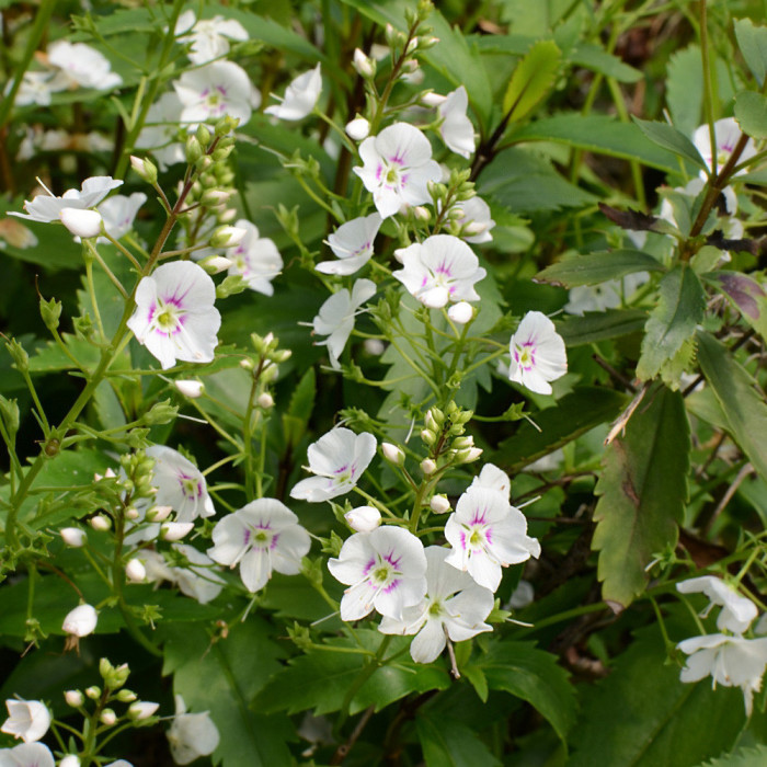 Parahebe catarractae 'Avalanche'
