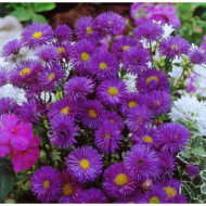 Erigeron speciosus