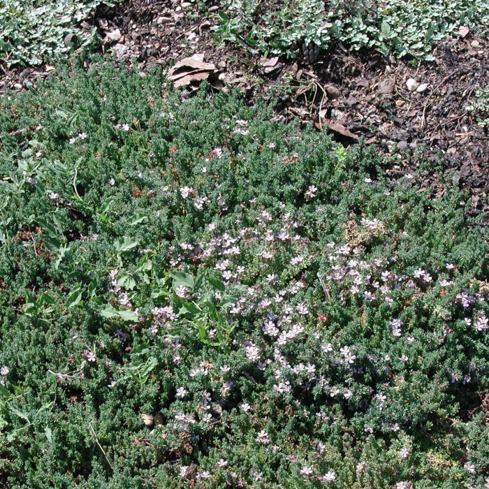 Frankenia laevis