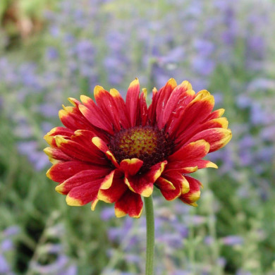 Gaillardia 'Burgunder'