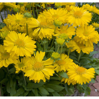 Gaillardia 'Chloe'