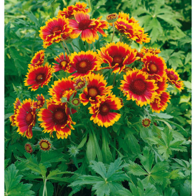 Gaillardia 'Royale'