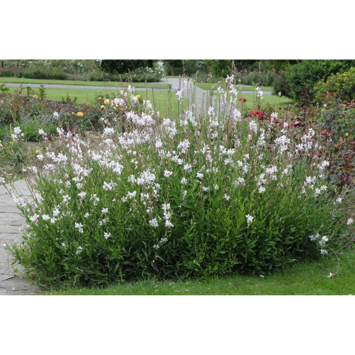 Gaura lindheimeri