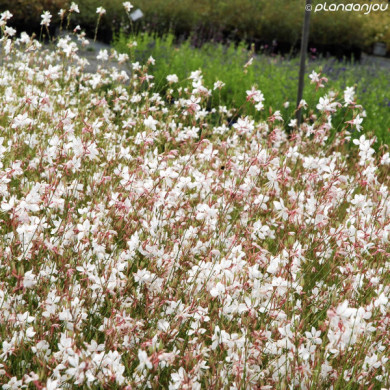 Gaura lindheimeri