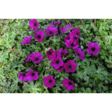 Geranium cinereum 'Splendens'