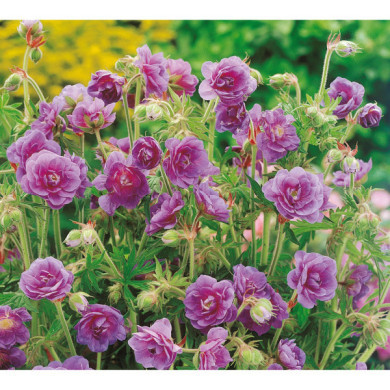 Geranium himalayense 'Plenum'
