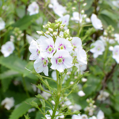 Parahebe catarractae 'Avalanche'