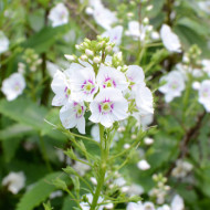 Parahebe catarractae 'Avalanche'