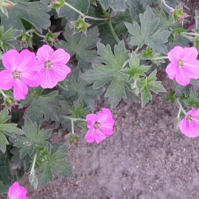 Geranium x riversleaianum 'Russel Prichard'