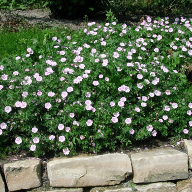 Geranium sanguineum var. striatum