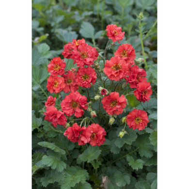 Geum chiloense 'Mrs Bradshaw'