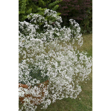 Gypsophila paniculata 'Bristol Fairy'