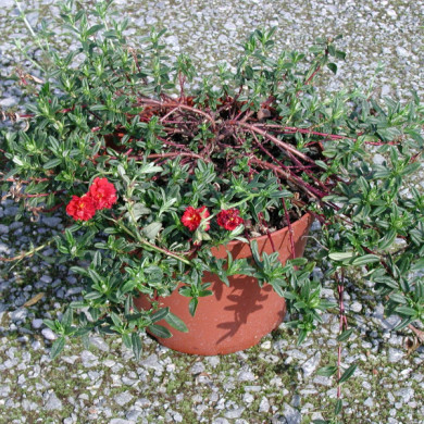 Helianthemum 'Amabile Plenum'